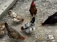 Chickens — 2. fotó