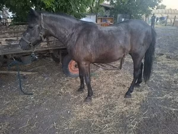 Mare, Horses — Hungary