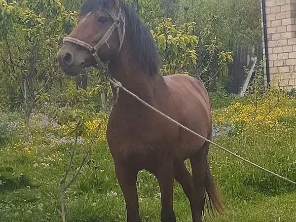 اسب نر, Azerbaijan horse