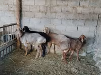 Vædder, Rhon sheep — foto 7