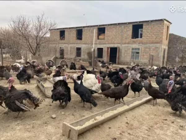 Turkeys — Armenia