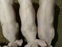 หมูป่าตัวผู้, Гипор — รูปภาพ 4