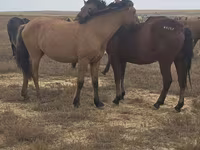 ม้าตัวเมีย, Mugalzhar horse — รูปภาพ 2