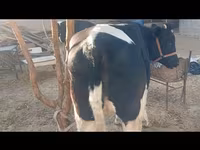 گاو و گوساله (گروه، جنسیت مشخص نشده), Russian Black pied cattle — عکس 1