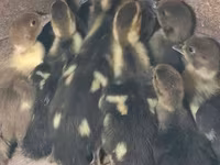 Ducks — รูปภาพ 3