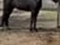 Klisna, Orlov Trotter — foto 4