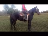 घोड़ी, Nonius horse — फ़ोटो 8