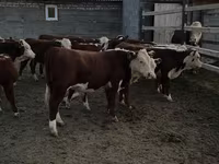 ষাঁড়, কাজাখ সাদা মাথার গরু — ছবি 1