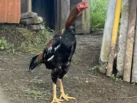 Chickens — ছবি 2