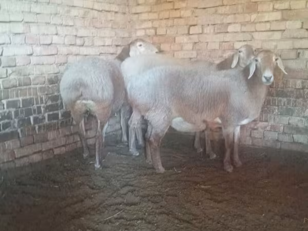 Sheep, Arashan sheep — Kyrgyzstan