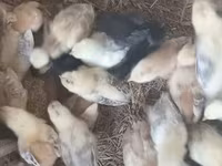 Chickens — foto 8