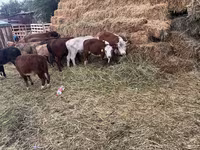 گاو نر, هرفورد — عکس 2