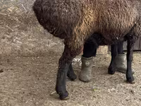 숫양, Edilbay sheep — 사진 6