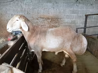 Widder, Rhon sheep — Foto 1