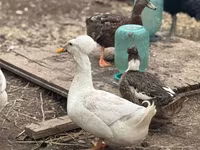 American Pekin — ảnh 1