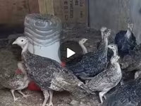 Guinea fowl — foto 2