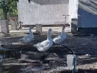 Geese — Foto 2