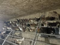 Chickens — foto 8
