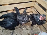 Chickens — foto 2