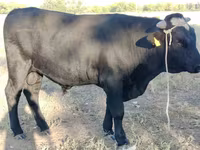 Bou, Swiss cattle — foto 1
