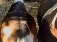 घोड़ी, घोड़े — फ़ोटो 3