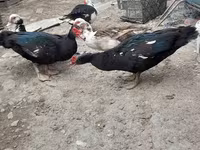 Ducks — फ़ोटो 5