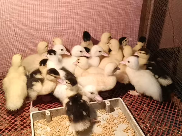Ducks — Bangladesh