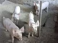 หมูป่าตัวผู้, Крупная белая — รูปภาพ 3
