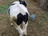 Taureau, Russian Black pied cattle — photo 3