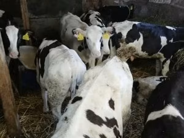 Bou, Russian Black pied cattle