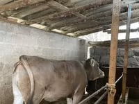 Krava, Swiss cattle — fotografija 1