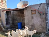 بز ماده, Saanen goat — عکس 3