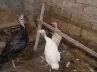 Chickens — Foto 8