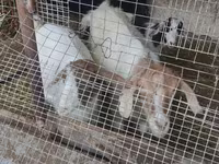 Koza, Kozy — zdjęcie 2