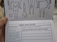 Stute, Friesian — Foto 7