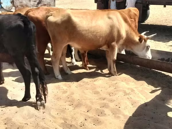 公牛, Cattle