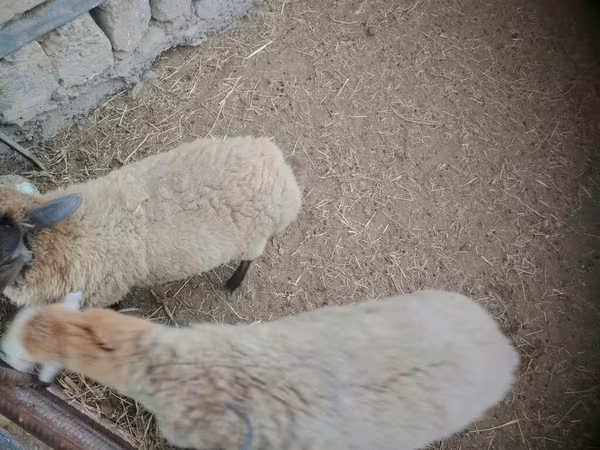 암양, 양