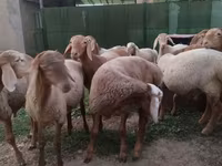 قوچ, Rhon sheep — عکس 7