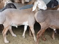 قوچ, Arashan sheep — عکس 4