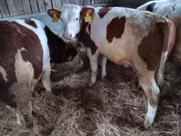 Lembu jantan, Simmental cattle — foto 1