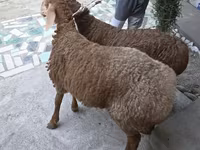 میش, Arashan sheep — عکس 3