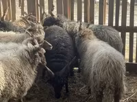 Montone, Racka sheep — foto 2