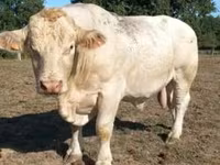Tyre, Charolais cattle — foto 2