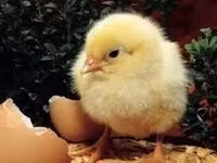 Chickens — акс 1
