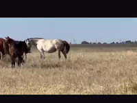 مادیان, Kushum Horse — عکس 2