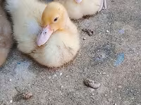 German Pekin — sawirka 8