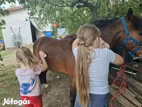 Koń, Konie — zdjęcie 4