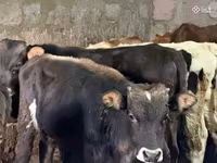 Dibi, Aberdeen-Angus — sawirka 2