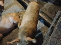 수퇘지, 돼지 — 사진 8