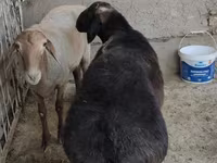قوچ, گوسفند — عکس 2